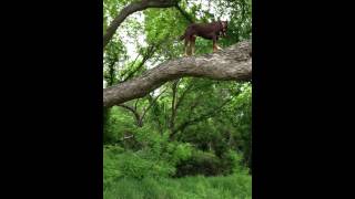 Catahoula Tree Dog [upl. by Clive]