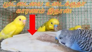 லவ் போர்ட்ஸ் முட்டையை உடைக்குதா இதை வச்சிப்பாருங்க கடல்நுரை  Love Birds Egg Damage Cuttlebone [upl. by Colton]