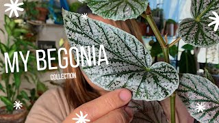 My Begonia Collection  Begonia Care Guide [upl. by Uht]