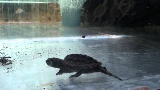 Каймановая черепаха Chelydra serpentine Common Snapping Turtle [upl. by Tucky96]