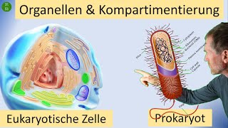 Kompartimentierung im Zytoplasma durch Zellorganellen  mit doppelter einfacher oder ohne Membran [upl. by Arette]