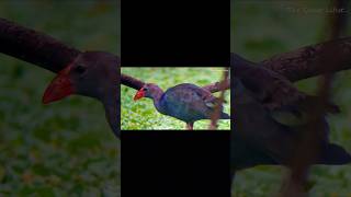 Swamp hen with phone spotting scope birds nature bird birdlovers swamphen [upl. by Cindie]