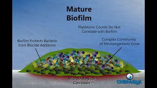 How Biofilms Form [upl. by Trilbee]