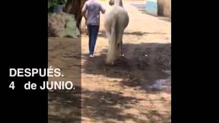 Herraje terapéutico yegua con Laminitis [upl. by Htebasile]