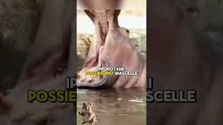 Le mascelle degli ippopotami sono assurde 😱 animals shorts [upl. by Vala533]