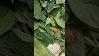 Katunayan na walang chemical yong nabili naming gulay fresh freshharvest snail [upl. by Orella]