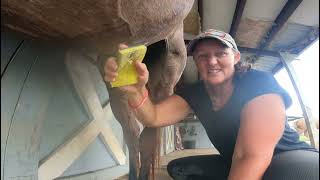 5 minutes or less on how to clean your geldings sheath [upl. by Rramahs]