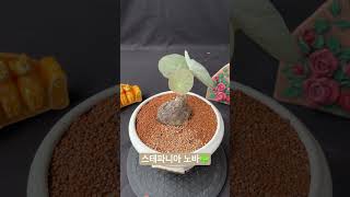 스테파니아 노바Stephania kaweesakii 아프리카식물 구근식물 반려식물 plants succulent caudex [upl. by Tosch]