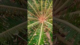 Cycas plant propagationcycasd pup removal propagationviralshorts vlog [upl. by Stokes]