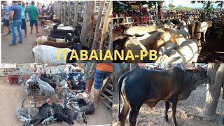 FEIRA DE ANIMAIS EM ITABAIANAPB DISTRITO CARIATÁ 24032024 [upl. by Lehacim919]