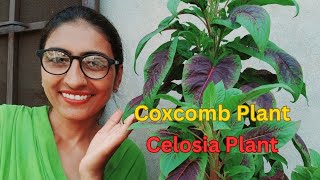 ਮੁਰਗਾ ਕਲਗੀ ਬੂਟੇ ਦੀ ਦੇਖਭਾਲ  Celosia Plant Care  Coxcomb Flower Tips  OrganicGardening1918 [upl. by Burtie]