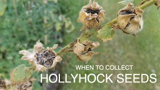 Gardeners Cottage tips on growing Hollyhocks [upl. by Shewchuk]