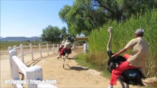 Ostrich Racing near Oudtshoorn Klein Karoo South Africa [upl. by Khalsa]