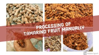 Processing of Tamarind fruit manuallysubtitled [upl. by Pigeon]