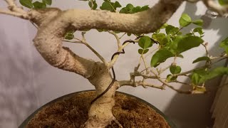 Ligustr chiński bonsai Ligustrum sinense [upl. by Otte]