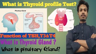 thyroid profile testTSHT3T4 testthyroxinenormal range tsht3t4hypothyroidismhyperthyroidism [upl. by Helm]