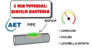 Beneficial Biofilm Bacteria  waste water treatment [upl. by Drahcir]