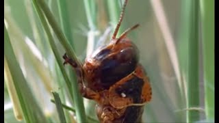 Plague of Locusts Timelapse  Wild Africa  BBC Earth [upl. by Renita32]