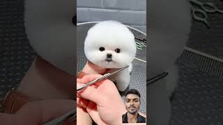 Gogy 🦮🐕 cute dog [upl. by Ayk]