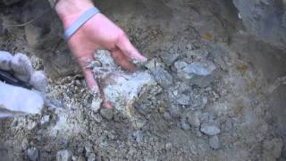 Digging for Megalodon Shark Teeth at a Summerville Land Site [upl. by Ecinnej]