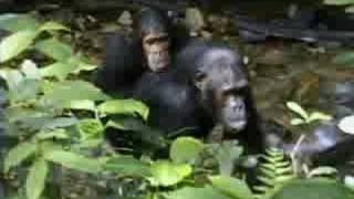 Complex Mating Rituals of Chimpanzees in the Jungle  BBC Studios [upl. by Tebzil786]