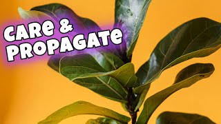 Fiddle Leaf Fig Care Indoors  Plus EMERGENCY Propagation First time 💚 [upl. by Farro]