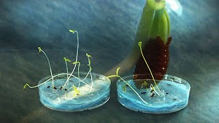 Lacy Phacelia seed germination timelapse [upl. by Nets]