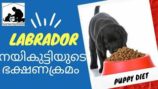 Dog Food Malayalam  Labrador Puppy Diet  Lab Puppy Food  Labrador Dog Food  lab dog food [upl. by Nye]