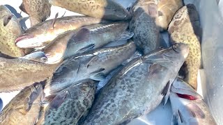 MASSIVE Schools of GROUPER Catch Clean and Cook Smoked Grouper Head Soup [upl. by Eiramana34]