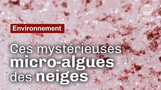 Le sang des glaciers  Reportage CNRS [upl. by Odysseus]