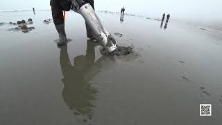 2019 Spring Razor Clamming [upl. by Eanahc368]