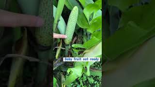 Harvesting MONSTERA FRUIT [upl. by Cicely]