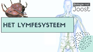 Lymfevatensysteem  Oedeem  Lymfevaten  Lymfeknopen [upl. by Naeroled]