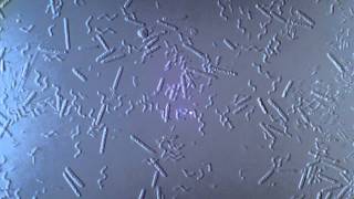 Bacteria  Spirillum Bacillus 1250x  1 [upl. by Anesor]