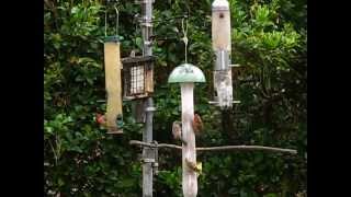 SC Backyard Birds April 2013 [upl. by Becki837]