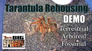 Rehousing Demo ft Terrestrial Arboreal and Fossorial Tarantulas [upl. by Ihp]