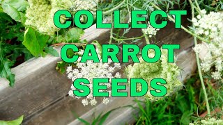 Never Buy Seeds Again  How to Collect Carrot Seeds [upl. by Vona]