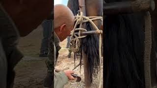 traditional farrier [upl. by Annay32]