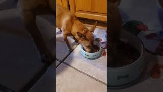 Old Reggie having Thanksgiving dinner cute viralvideo animals dog video shorts [upl. by Yroj]