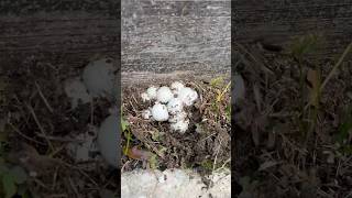 Florida wildlife encounter Who knows what these eggs are [upl. by Yenaj]