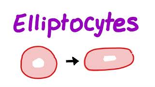 Elliptocytes [upl. by Annal784]