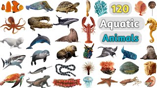 Aquatic Animals Vocabulary ll 120 Aquatic Animals Name in English with Pictures ll Water Animals [upl. by Shulins186]