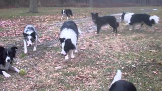 border collie walk [upl. by Nilo]