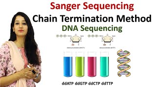 Sanger Sequencing I Chain Termination Method I DNA Sequencing I Techniques [upl. by Dumah]