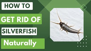 How to Get Rid of Silverfish Naturally [upl. by Mommy926]