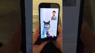 📱✨ quot¡Sapphie la Pomsky FaceTimea a sus Papás mientras están Fuera 🐾❤️quot [upl. by Holna]