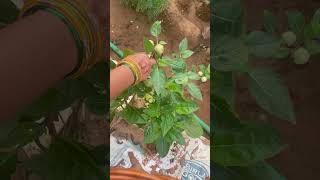 Variety of plants plants gardening garden flowers minivlog ineeslife floriculture [upl. by Joey]