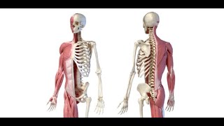 MDCN Approved Musculoskeletal System Examination [upl. by Yltneb]