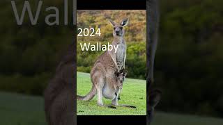 2024 wallaby and 5000bce wallaby animals trending [upl. by Nacul]