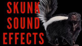 SKUNK SOUND EFFECTS  Skunk Noises  maktubytv [upl. by Nochur]